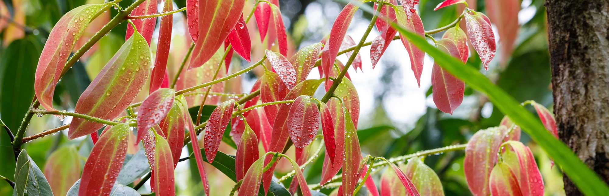 new fresh red colored leaves on Cinnamon Tree (Cinnamomum zeylanicum), Highly ornamental tree and the source of cinnamon spice. Masoala forest national park, Madagascar wilderness