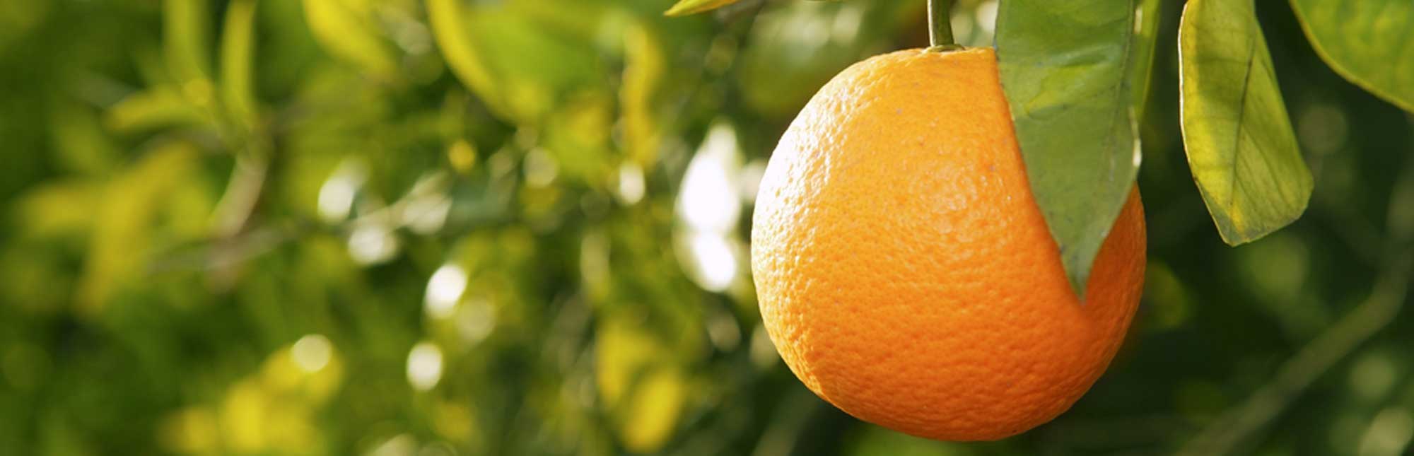an orange citrus fruit growing on a tree