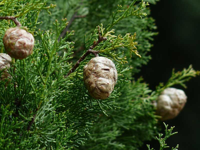 Cupressus sempervirens cypress leaves and cones