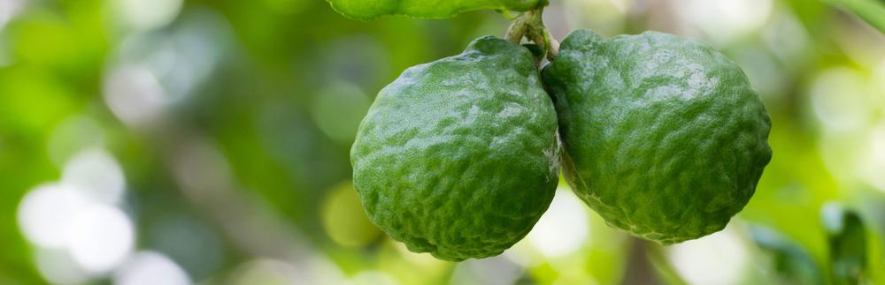 
    Bergamot
  