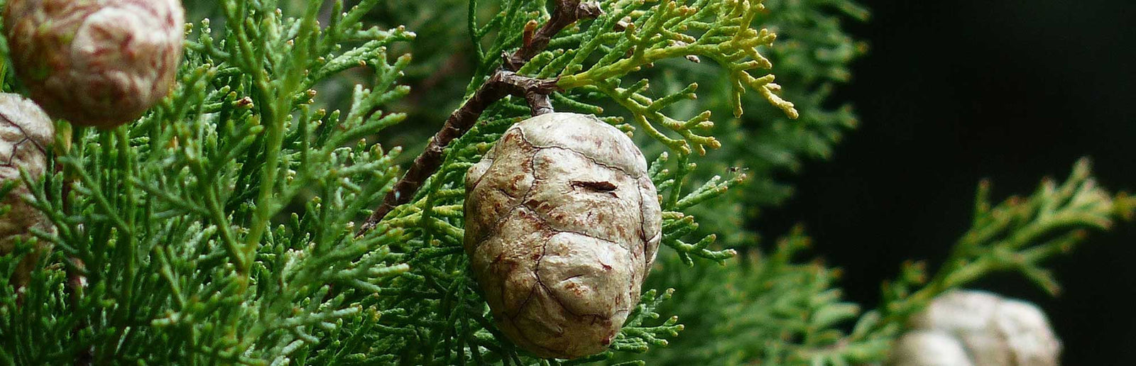 cypress cones growing on a tree, cypress needles