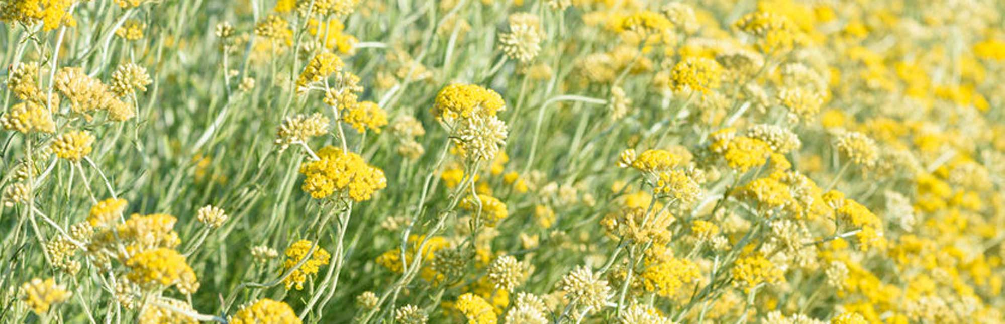 bright yellow helichrysum plants growing in a field