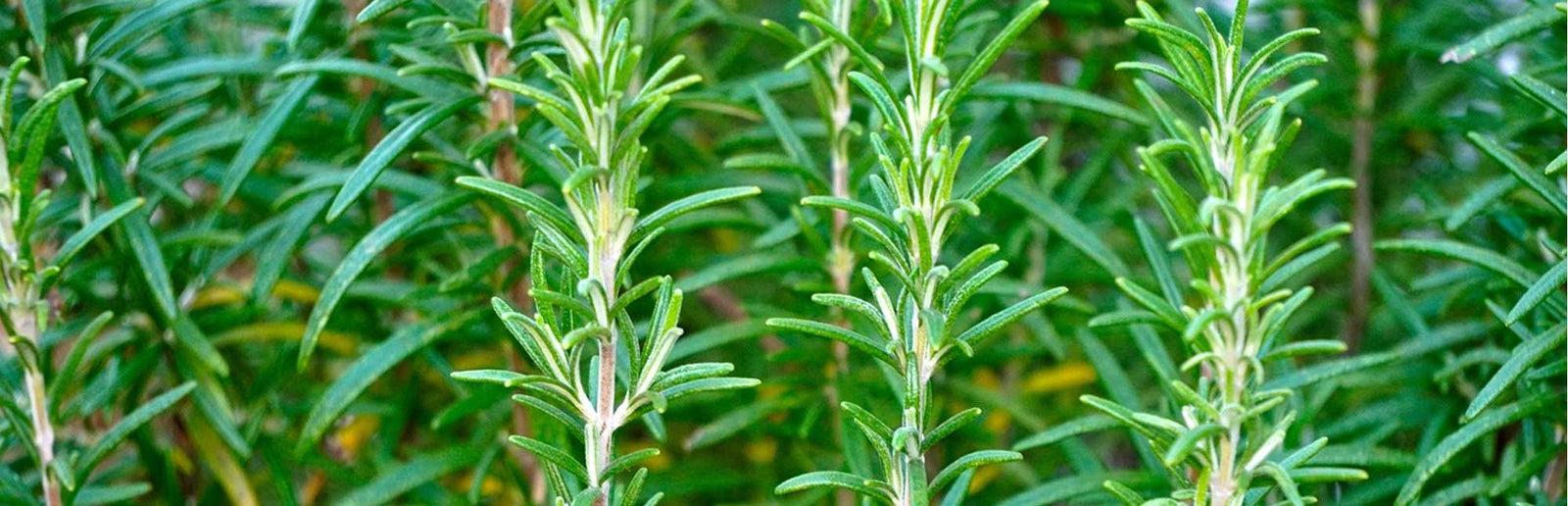 rosemary plant