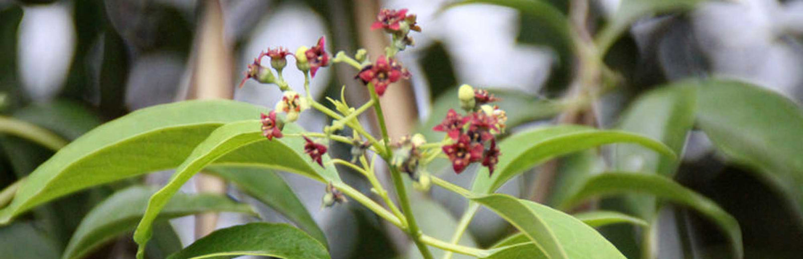 sandalwood plant Santalum album