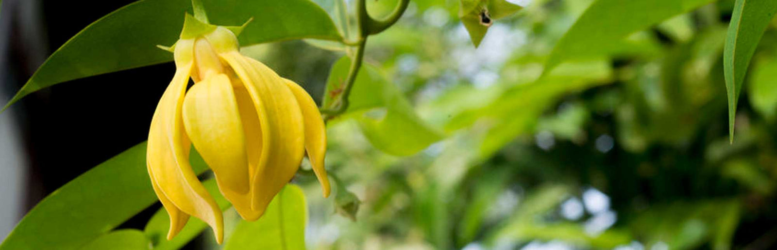 a yellow ylang ylang flower growing on a tree