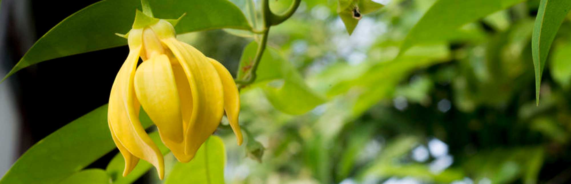 a yellow ylang ylang flower growing on a tree