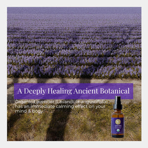 Lavender field with a bottle of lavender oil and text about its calming effects.