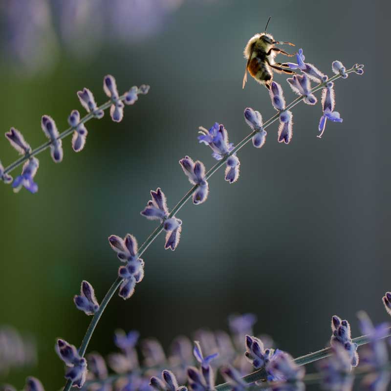 honeybee on purple lavender flower