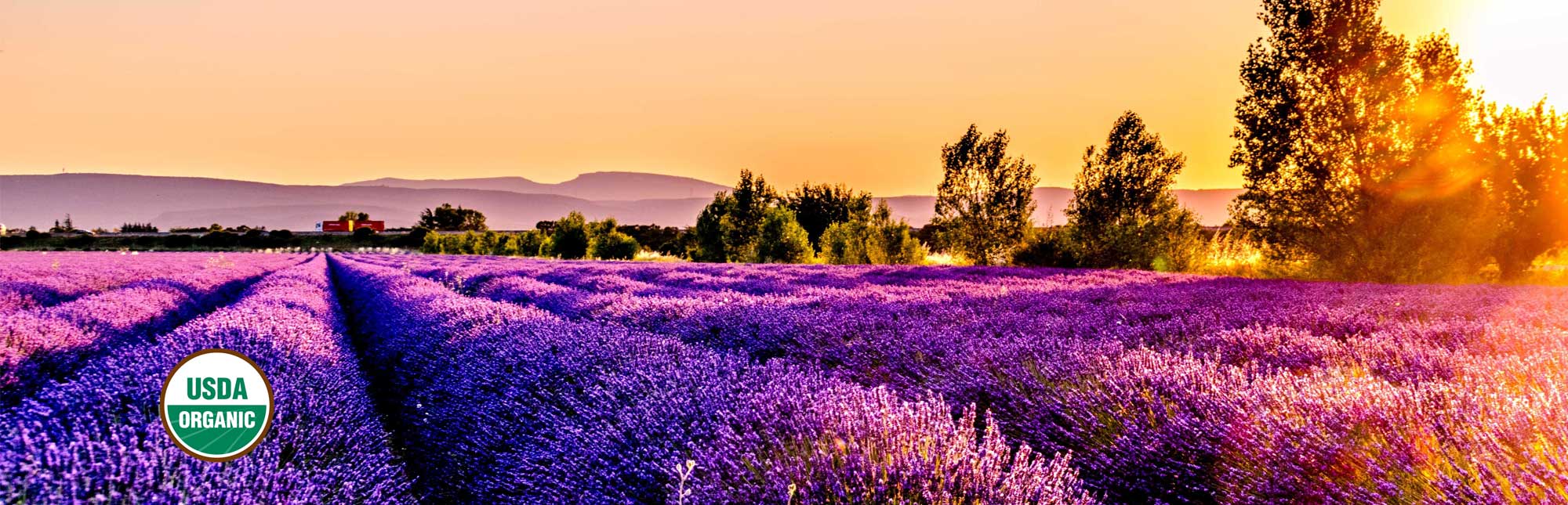 sunset over a lavender field with usda organic logo in left corner