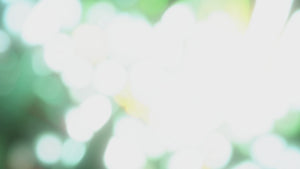 USDA Organic EUCALYPTUS Essential Oil Spray