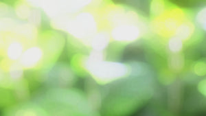 USDA Organic PEPPERMINT Essential Oil Spray