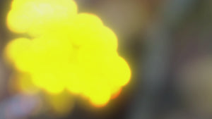 USDA Organic HELICHRYSUM Essential Oil Spray