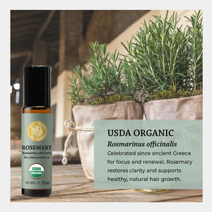 USDA organic rosmarinus officinalis Celebrated since ancient Greece for focus & renewal, rosemary restores clarity & supports healthy natural hair growth