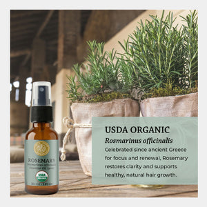 USDA certified organic rosmarinus officinalis clebrated since ancient greece for focus and renewal