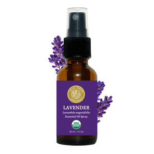 lavandula angustifolia plant extract steam distill herbal mint purple flower air fresh