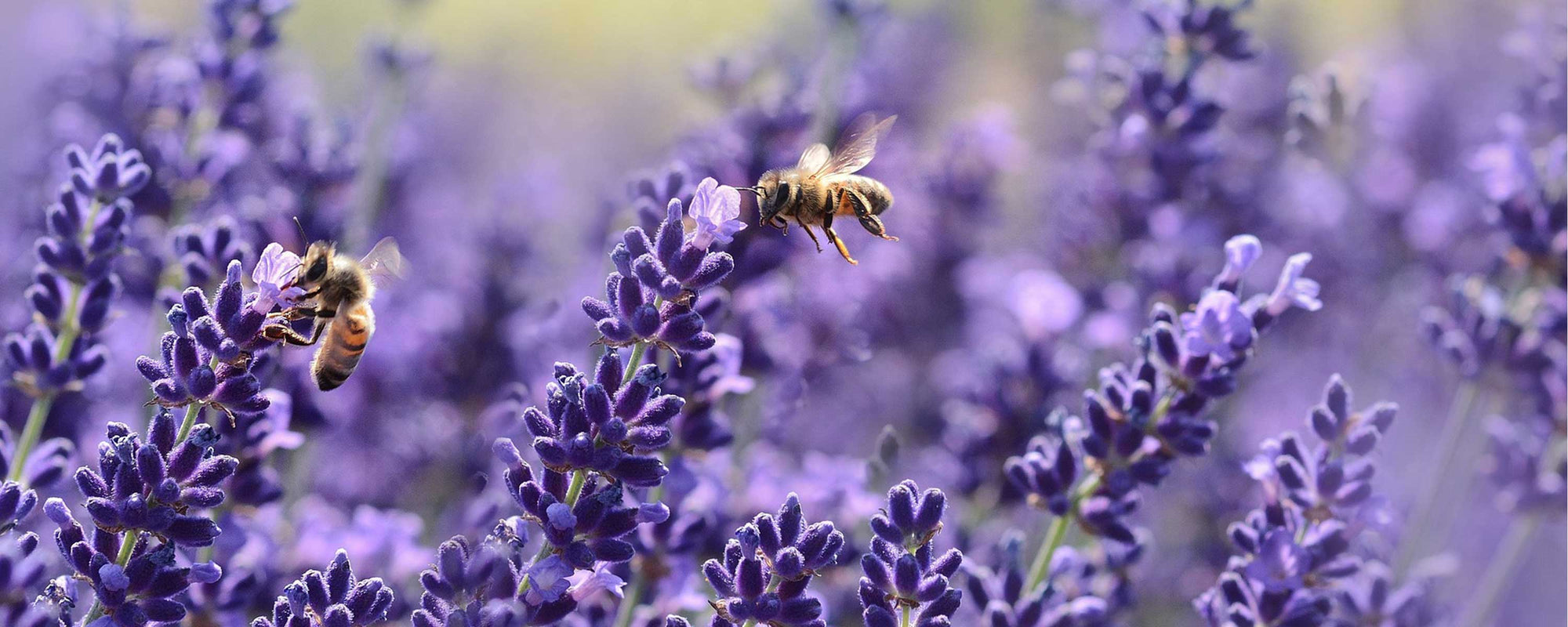 certified usda organic natural ingredient essential oils sustainable better environment nongmo lavender bee